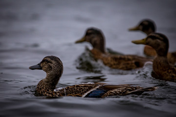 Ducks Swimming in the make
