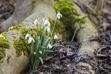Snowdrop flowers growing next to a tree root with moss in a forest