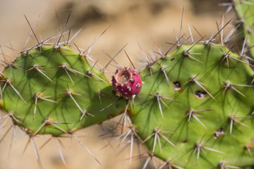 barbary fig cactus with pink flower
