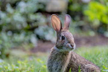 Small young Eastern Cottontail rabbit, Sylvilagus Floridanus, enjoys a snack in beautiful garden and lush green grass on a summer afternoon