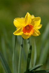 daffodil on a sunny day