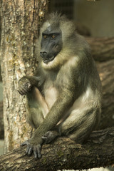 Drill. (Mandrillus leucophaeus).