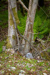 a baby tawny owl huddles on the ground
