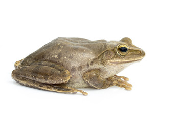 Image of Frog, Polypedates leucomystax,polypedates maculatus on a white background.  Amphibian. Animal.