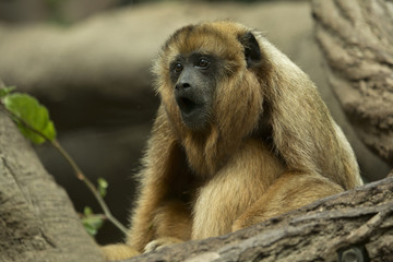 Black-howler monkey (Alouatta caraya).