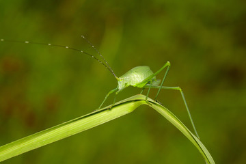 Image of green bush-cricket long horned grasshopper on green leaf. Insect. Animal.