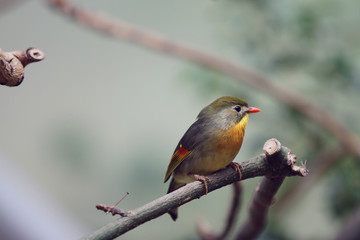 Fototapeta premium beautiful Leiothrix