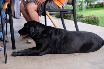 Can labrador 