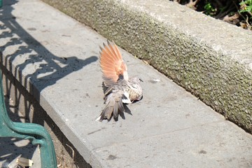 Pájaro herido 
