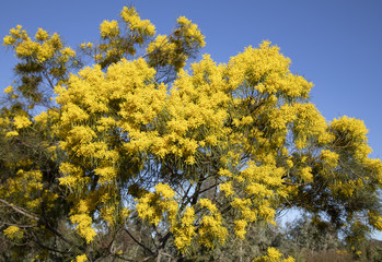 Yellow plant background