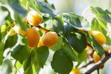 Apricots in the sun. Juicy fruit on the branches of trees. Ripe apricot is ready for harvesting.