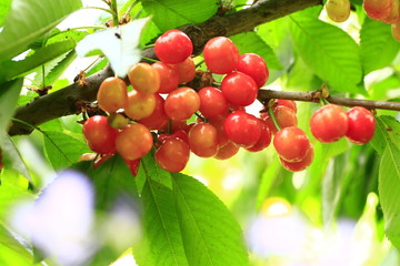 Mature large cherry hanging in a tree