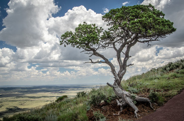 Fototapeta na wymiar Tree from the rim trail in Capulin Volcano Naional Monument, New Mexico