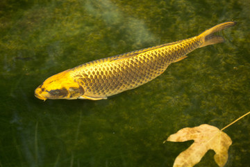 Japanese colored carp, koi fish.(Cyprinus carpio haematopterus).