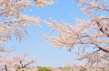 桜　木　空　素材