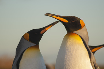 Deux manchots roi ou empereur Terre de feu Baie Inutile (Chili) © Youenn JACQUIN