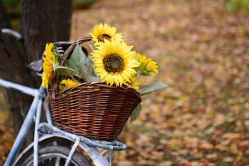 Bouquet of sunflowers on retro styled bicycle at autumn forest.