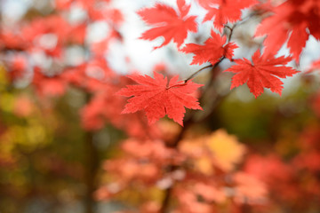 Red maple leaves border at autumn forest, blurred background. Season changing. A tree branch of maple, fall.