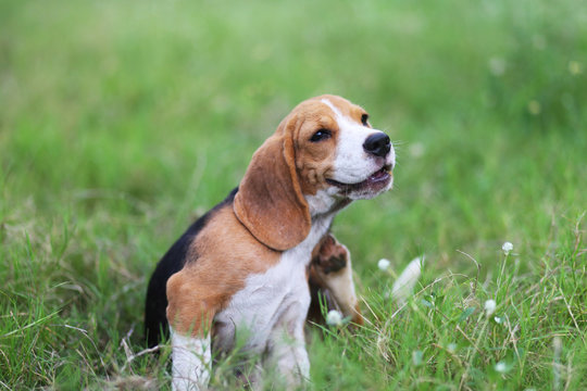 Beagle dog scratching body on green grass.