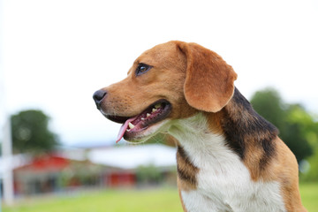 Portrait of beagle dog outdoor.