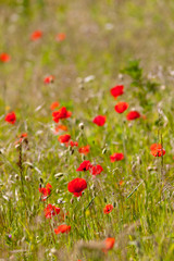 Poppies in a field in North  Devon on a sunny day