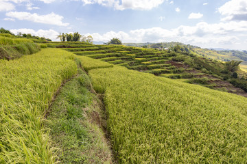 Beautiful view of organic rice near the Golo Cador Rice Terraces in Ruteng on Flores, Indonesia.