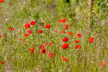 Poppies in a field on a sunny day in Devon