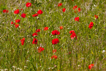Poppies in a field on a sunny day in Devon