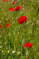 Obraz premium Maki na polu w słoneczny dzień w Devon