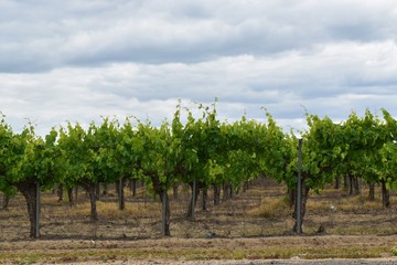 Fototapeta na wymiar Wine vineyard with healthy grape vines