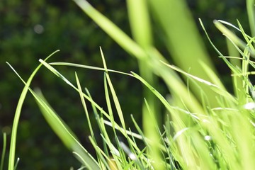 macro blades of grass