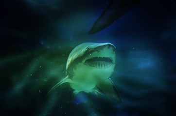 Naklejka premium Shark Close-Up Aqua