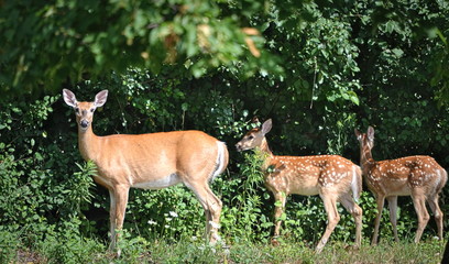 Deer in the woods