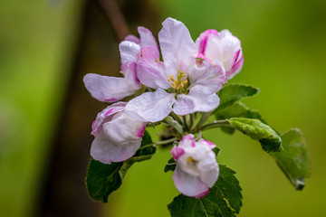 Granny Smith Apple Blossoms