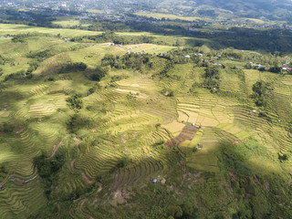 Harvest season aerial view of the Golo Cador Rice Terraces in Ruteng on Flores, Indonesia.