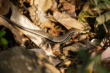 Africa Desert Lizard