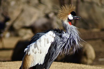 Fototapeta premium African crowned crane
