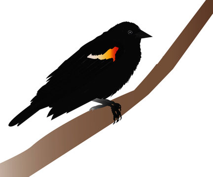 Red-winged Blackbird