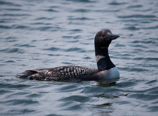 Loon swim alone