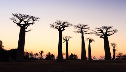 Sunset of Baobab in Morondava Madagascar