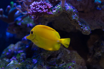 yellow tang close up
