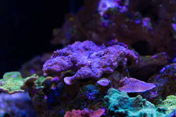 Naklejka na ściany i meble purple montipora sps coral