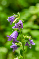 Flowering plant giant bellflower (or Campanula latifolia) broadleaf and bee
