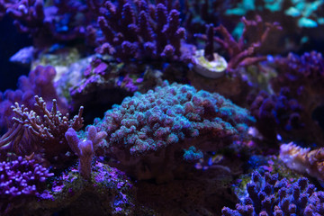 Plakat pocillopora coral on a reef