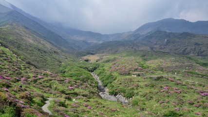 Naklejka premium 阿蘇の山一面に咲くツツジの花