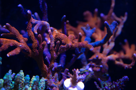 forest fire montipora sps coral on reef