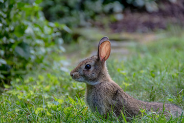 Small young Eastern Cottontail rabbit, Sylvilagus Floridanus, enjoys a snack in beautiful garden and lush green grass on a summer afternoon