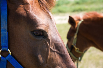 Closeup of mare and her child