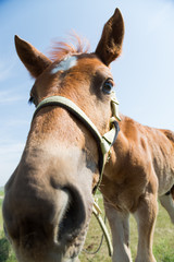 Fototapeta premium Close-up of a nose of a young brown horse