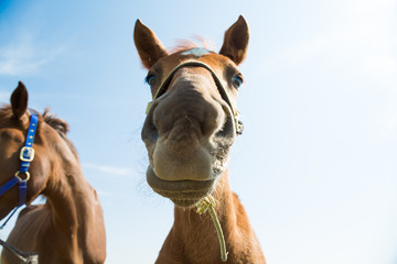 Funny pony looking at camera